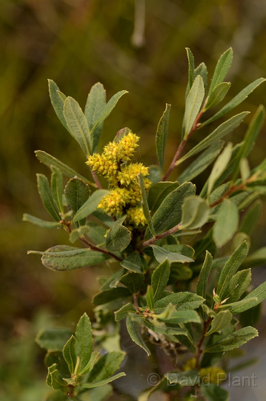 David Plant Photography - Wildlife Photography - Bog myrtle - A.jpg - Bog myrtle fruits - Hampshire